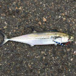 日本海エギングからの